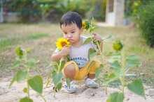 Roiet, Thailand - Dec 12, 2020 : Asian Toddler Boy Huging His Homegrown Sun Flower