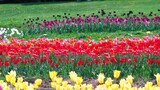 Fototapeta Tulipany - 満開に咲き誇るチューリップ