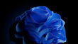 © RocknRoller Studios - Trendy Flower Design Background, with Wavy, Abstract Blue Surfaces. 3D Render.