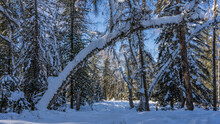 Winter Forest. There Are Thick Layers Of Snow On The Branches And Trunks Of Trees. Snowdrifts On The Ground. Clear Blue Sky. A Sunny Day. Altai
