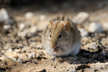 Kgalagadi Transfrontier National Park, South Africa: Rhabdomys Pumilio, The Four-striped Mouse