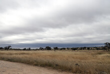 Kgalagadi Transfrontier National Park, South Africa: Landscape Showing The Typical Veld After A Summer Of Good Rainfall