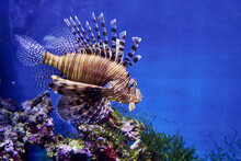 Zebra Lionfish Or Zebra Fish Or Striped Lionfish Lat. Pterois Volitans Is A Species Of Ray-finned Fish Of The Scorpion Family In An Aquarium On A Blue Background