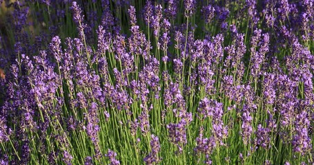 Wall Mural - Honey bee sitting on a lavender flower. Selective soft focus. Wonderful natural background.