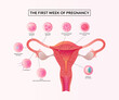 The First week of Pregnancy, Stages of human embryonic development from ovulation to implantation.