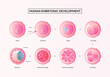 The First week of Pregnancy, Stages of human embryonic development from ovulation to implantation.