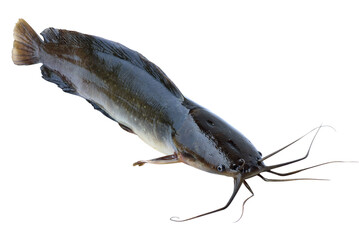 Catfish from freshwater fishery isolated on white background