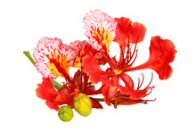 Colorful Of Peacock's Crest Flowers Or Caesalpinia Pulcherrima  Flowers Isolated On White Background