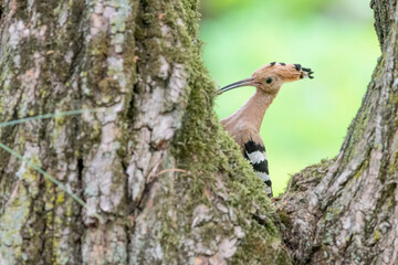 Wall Mural - Eurasian hoopoe on nest (Upupa epops)