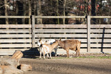 Fototapeta Sawanna - Goats inside a Fenced Farmhouse on a Sunny Day