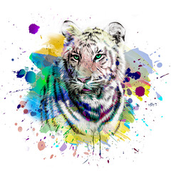 Wall Mural - Bright abstract colorful background with tiger, paint splashes