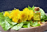 Fototapeta Dmuchawce - Bouquet of medicinal plant dandelion Taraxacum, essential oil in a beautiful bottle on the table