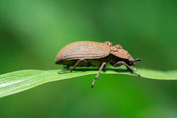 Wall Mural - Macro photo of brown insect animal in the wild