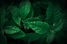 Abstract Dramatic Tone Green Leaves. Textured Background.