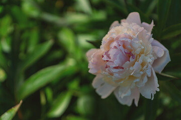 Wall Mural - Pink flower Peonies flowering in Peonies garden. Natural background. soft focus