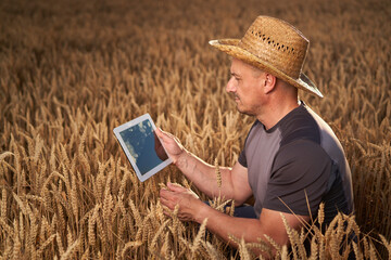 Wall Mural - Farmer with a tablet in a wheat field