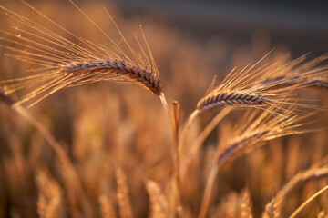 Wall Mural - Ripe wheat ears at sunset, closeup shot