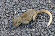 生まれたばかりの赤ちゃんニホンリス、アスファルト道路で保護を待っている状態。Newborn baby Japanese squirrel falling from a tree and waiting for protection on an asphalt road.