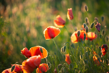 Wall Mural - Summer sunset over beautiful poppy meadow.