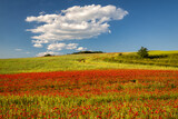 Fototapeta Tęcza - Field of blooming red poppy flowers.