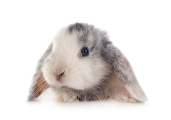 Sticker - mini lop in studio