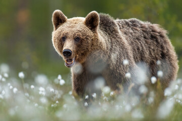 Wall Mural - brown bear at summer evening with canines