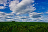 Fototapeta Mapy - Feld Landschaft im Frühling mit blauem Himmel