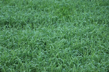 Wall Mural - Water drop on green grass in winter morning