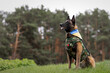 Beautiful malinois dog in body armor and Ukranian flag at the park