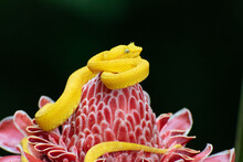 Bright Yellow Eyelash Viper Resting On A Red Flower