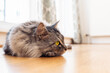 © larisikstefania - sad animal pet cat lying on floor