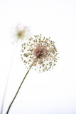Fototapeta  - ニンニクの花
