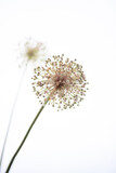Fototapeta  - ニンニクの花