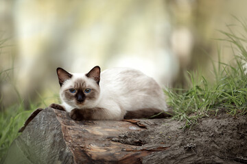 Wall Mural - Thai cat sits in the garden on the grass in summer