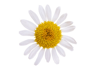 Wall Mural - chamomile flower isolated