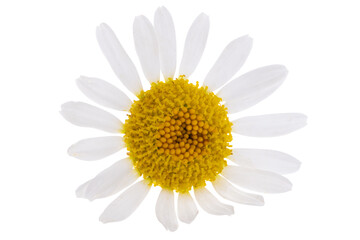 Wall Mural - chamomile flower isolated