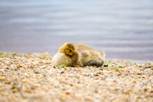 Canada Goose Chick Is Resting On The Shore. Young Bird Close-up. Branta Canadensis.
