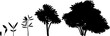 Black silhouette of life cycle of abstract cartoon tree: from seed to old tree. Stages of growth of tree isolated on white background