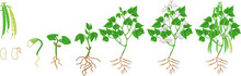 Life Cycle Of Bean Plant. Growth Stages From Seeding To Flowering And Fruiting Plant With Root System Isolated On White Background