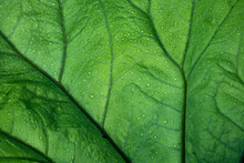 Beautiful Green Leaf Veined In Water Droplets. Abstract, Textured Background. Copy Space. Bottom View.