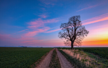 Wall Mural - On the way between the fields in the spring morning.