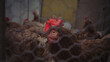 Detail of hen's head. Hens feed on the traditional rural barnyard. Chickens sitting in henhouse. Closeup shot of chicken's eyes, standing on barn yard with the chicken coop. Caged home poultry farming