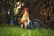 Close up of head of golden rooster standing on traditional rural barnyard in the morning. Portrait of colorful long-tailed Phoenix cockerel in a garden. Cock walk and feed in the grass farmyard