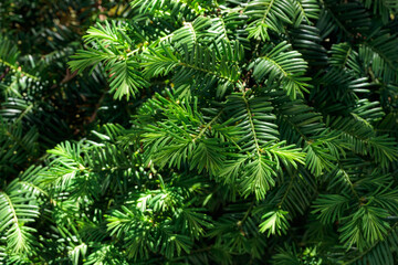  Pine closeup macro branch