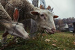 Portrait of two sheeps eat grass through a fence. Close up of sheep grazing in a meadow