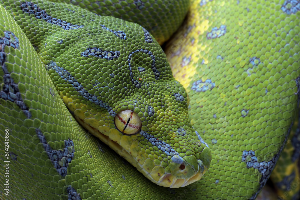 Closeup head of Green Tree Python (Morelia viridis). Green tree pythons ...