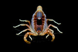 Fototapeta Zwierzęta - Front view Parabuthus maximus scorpion.