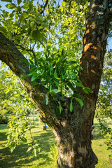 Sticker - Mistletoe with green leaves growing on an apple tree trunk.