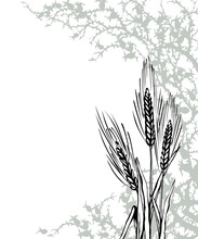 A Bible Parable. The Grain Fell Into The Thorns. Vector Drawing