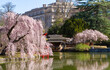Japanese garden in spring with cherry blossoms